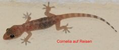 CORNELIA AUF REISEN